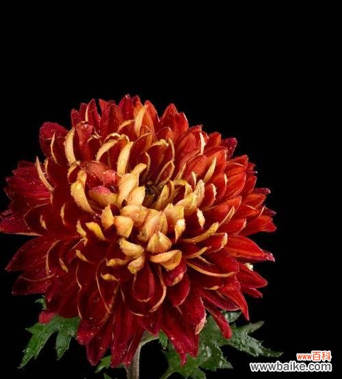 揭示红色菊花的象征意义 红色菊花赤炎的花语