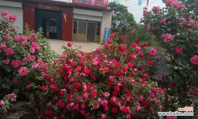 以红色月季为载体 红色月季花语