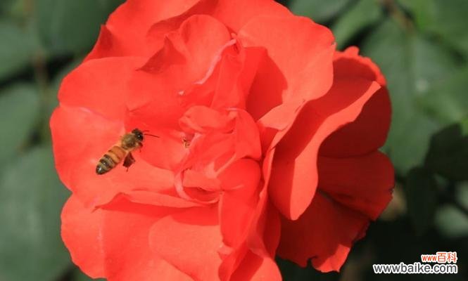 以红色月季为载体 红色月季花语