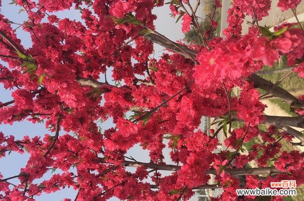 秋意盎然 红叶碧桃花语-大自然的秋之舞