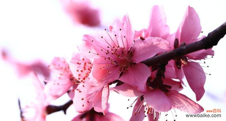 秋意盎然 红叶碧桃花语-大自然的秋之舞