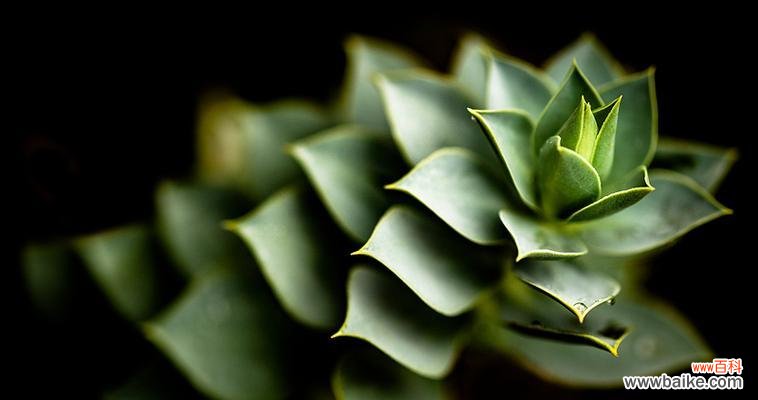 了解红叶芦荟的花语 红叶芦荟的花语和意义