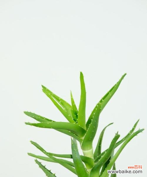 了解红叶芦荟的花语 红叶芦荟的花语和意义