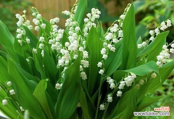 探寻铃兰花的意义与传奇 铃兰花的花语和传说