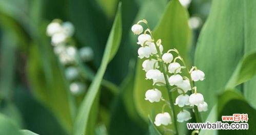 探寻铃兰花的意义与传奇 铃兰花的花语和传说