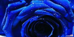 蓝色玫瑰代表什么意思？解读蓝色玫瑰的花语 蓝色玫瑰的花语