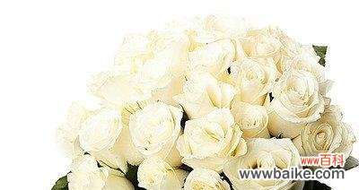 探秘白色玫瑰背后的深刻含义 传递爱意的花语——白色玫瑰