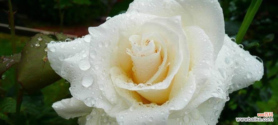 探秘白色玫瑰背后的深刻含义 传递爱意的花语——白色玫瑰