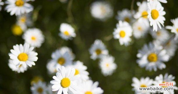 揭开野菊花的神秘面纱 野菊花花语的意义