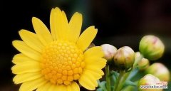 揭开野菊花的神秘面纱 野菊花花语的意义