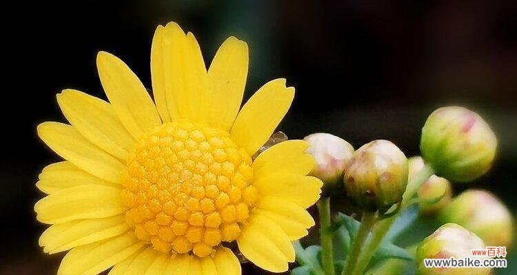 揭开野菊花的神秘面纱 野菊花花语的意义