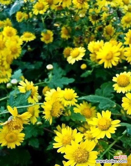 揭开野菊花的神秘面纱 野菊花花语的意义