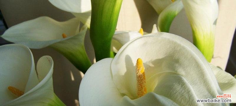 探寻马蹄莲花语的含义 马蹄莲的花语