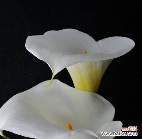 探寻马蹄莲花语的含义 马蹄莲的花语