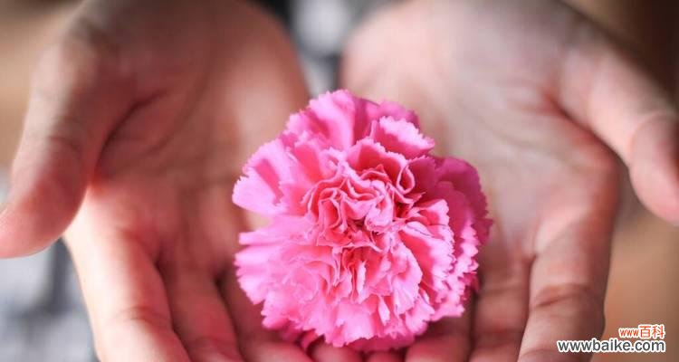 了解康乃馨花背后的象征意义 康乃馨花的寓意