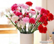 了解康乃馨花背后的象征意义 康乃馨花的寓意