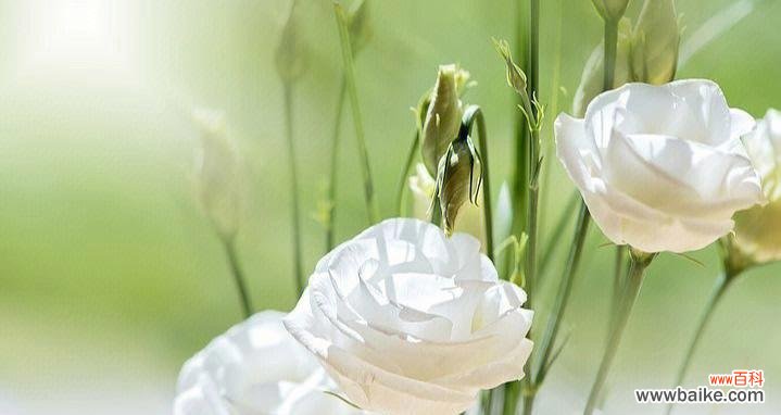 探寻桔梗的美丽内涵 桔梗花语解读