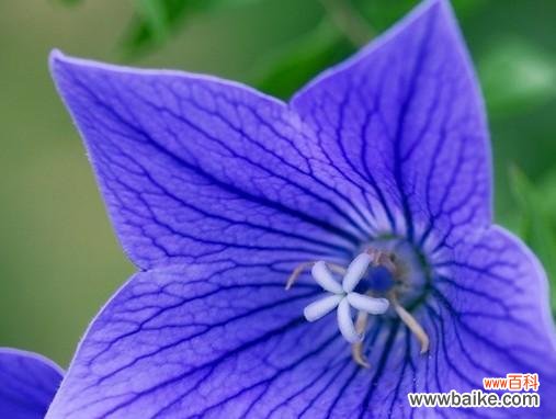 探寻桔梗的美丽内涵 桔梗花语解读