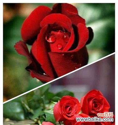 探寻不同颜色的玫瑰所蕴含的情感和意义 花语解读