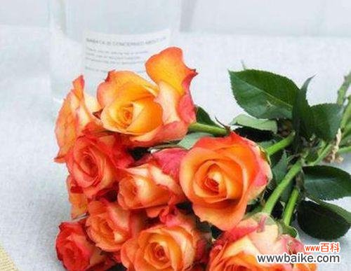 探寻不同颜色的玫瑰所蕴含的情感和意义 花语解读