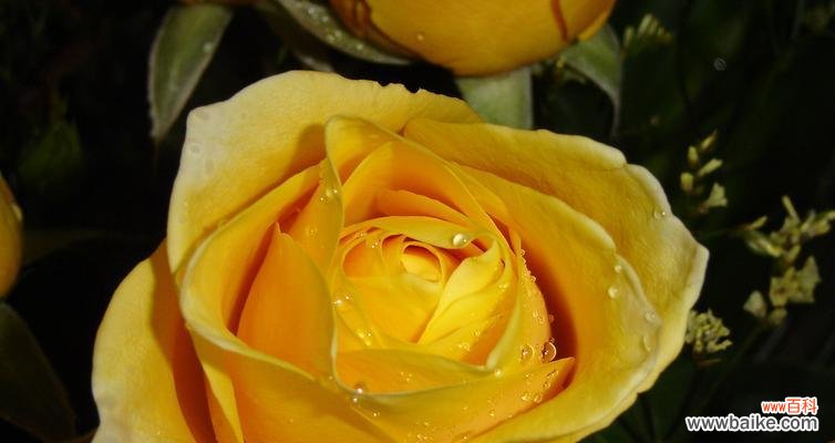 用花言蕴含情感,解读黄玫瑰的含义 黄玫瑰的寓意