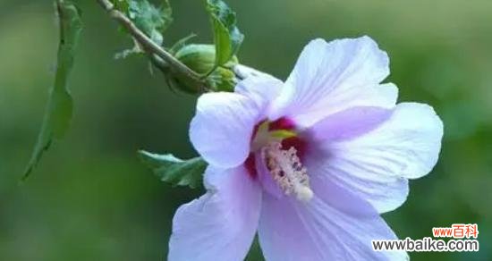 探寻木槿花的美好含义 木槿花语与寓意