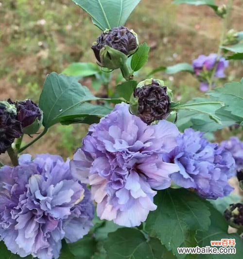 探寻木槿花的美好含义 木槿花语与寓意