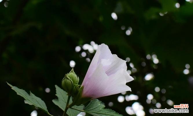 探寻木槿花的美好含义 木槿花语与寓意