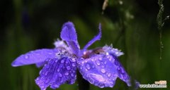 解读这朵华丽的小花，只需了解它的花语 揭秘鸢尾草花语