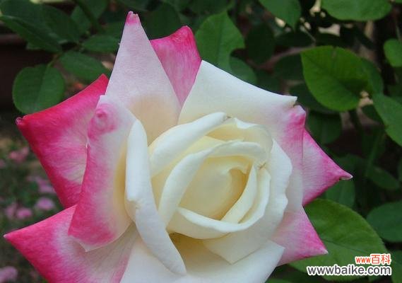 探寻月季花所传达的意义 月季花的花语