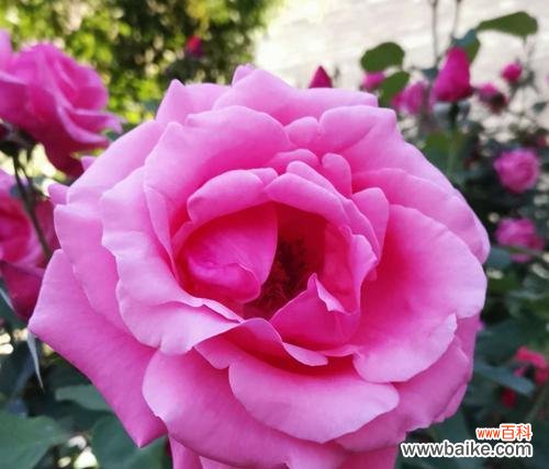 探寻月季花所传达的意义 月季花的花语