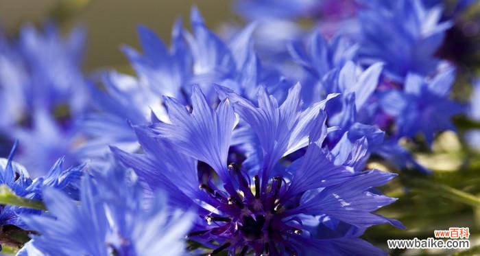 探寻蓝色矢车菊花语的意义与传承 蓝色矢车菊的花语