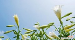 蓝色 三种颜色的百合相配所传递的寓意与美学意义