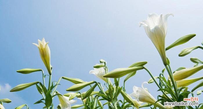 蓝色 三种颜色的百合相配所传递的寓意与美学意义