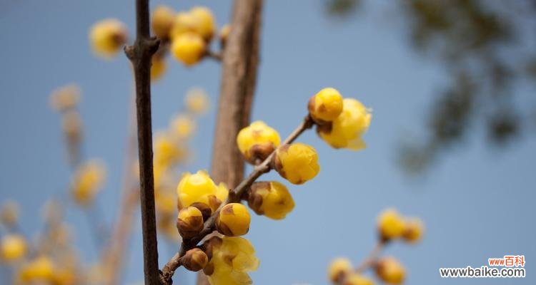 探秘腊梅花语的深意 腊梅花语