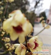 探秘腊梅花语的深意 腊梅花语