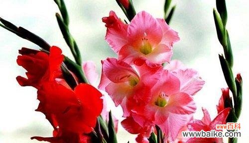 深入解读15种花的花语 花开花语，探寻每朵花的情感密码