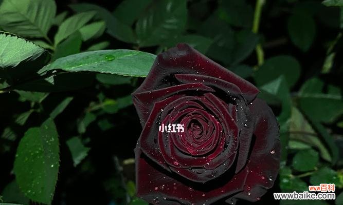 探索黑色花朵的花语和魅力 黑色花朵的神秘之美