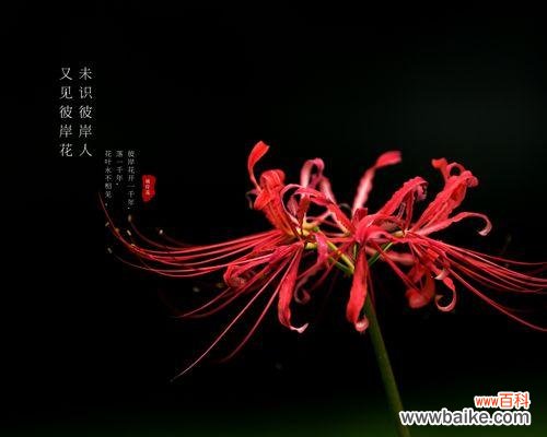 探索黑色花朵的花语和魅力 黑色花朵的神秘之美