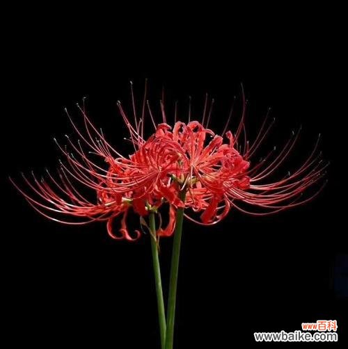 探索黑色花朵的花语和魅力 黑色花朵的神秘之美