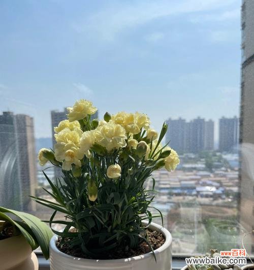 传达温暖与欢乐的黄色康乃馨 黄色康乃馨的象征意义