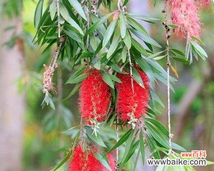 揭示花千层花的丰富内涵及美学价值 花千层花的象征意义与美学价值