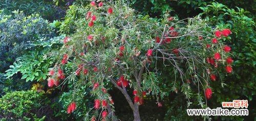 揭示花千层花的丰富内涵及美学价值 花千层花的象征意义与美学价值