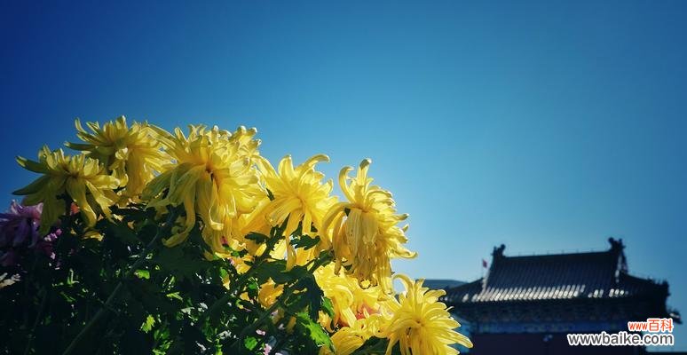 以菊残犹有傲霜枝 傲霜枝——寻找坚强的勇气