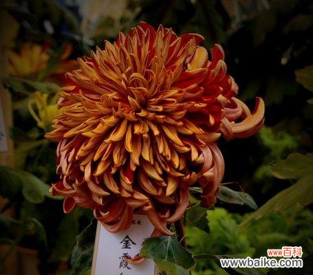 以菊残犹有傲霜枝 傲霜枝——寻找坚强的勇气