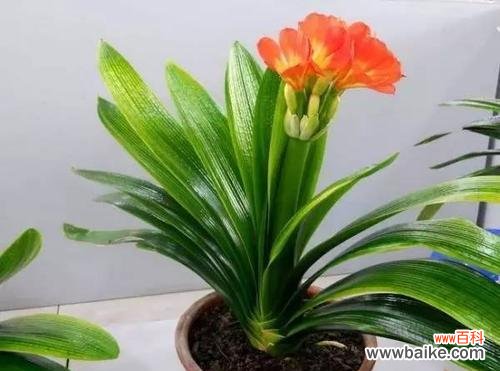 以家里养君子兰 培养君子兰，培养品质