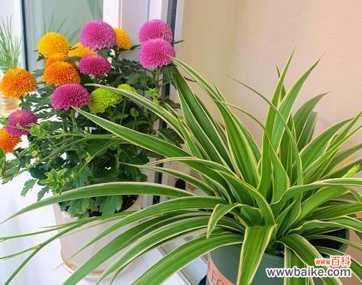 带来幸福与健康的吊兰 家里吊兰开花的寓意与好处