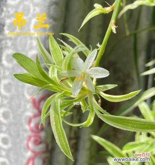 带来幸福与健康的吊兰 家里吊兰开花的寓意与好处