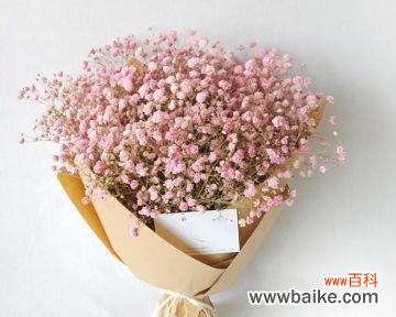 深情满溢的吉普赛满天星花朵传递的花语与美丽 吉普赛满天星