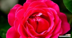 传递快乐与希望的黄色花朵 黄色月季花的花语